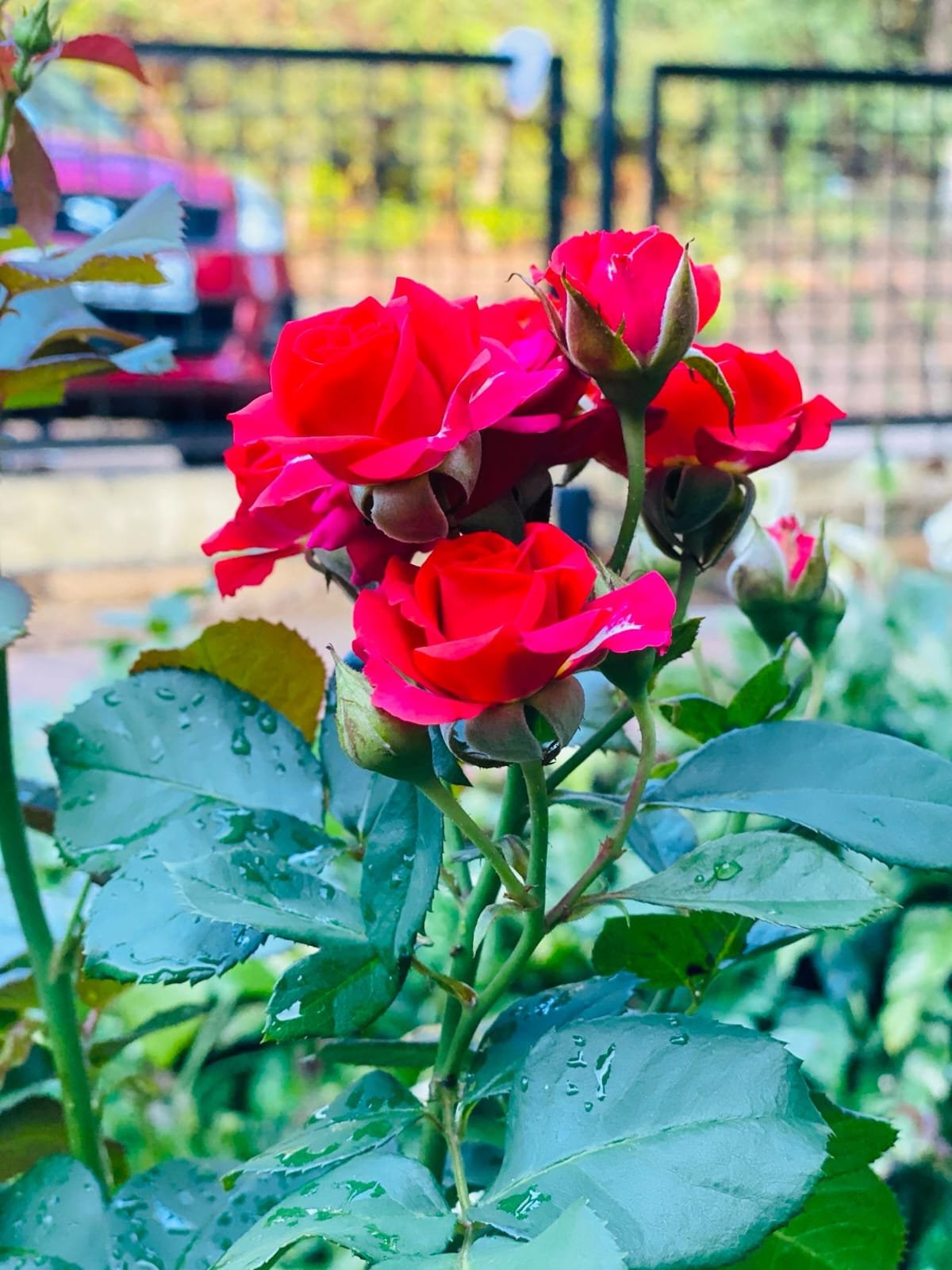 Roses in the estate garden